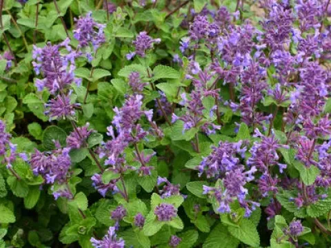Faassen's catnip