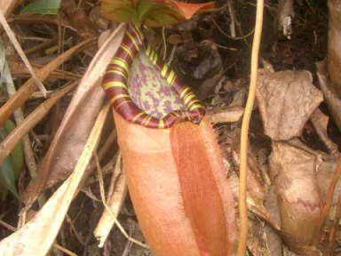 Nepenthes hybrids