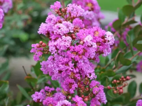 Lagerstroemia hybrids