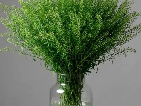 Клоповник