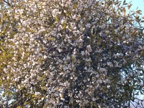 European mistletoe