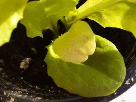Mirafiori lettuce virus