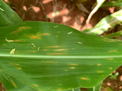 Bipolaris leaf spot