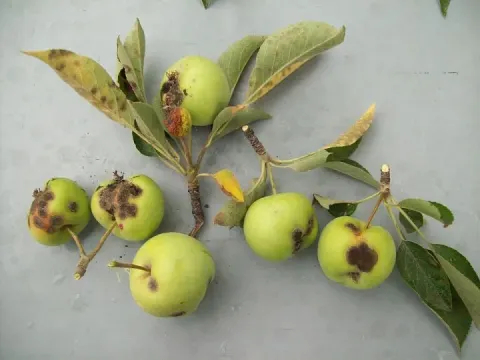 Apple scab