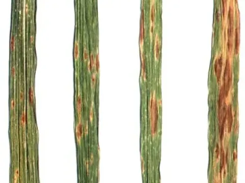 Tan spot of wheat