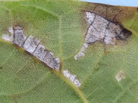 Microstroma juglandis