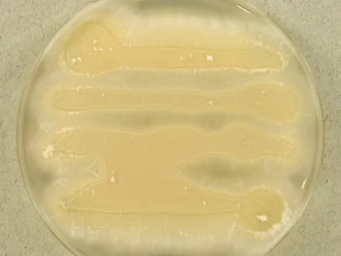 Sarocladium strictum