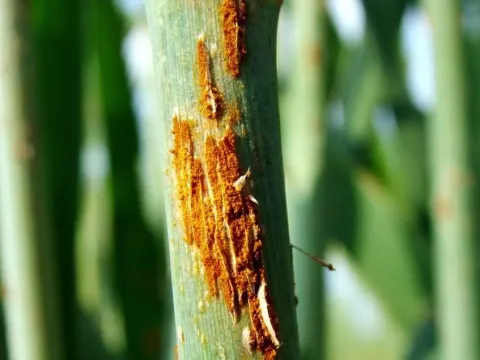 Stem rust