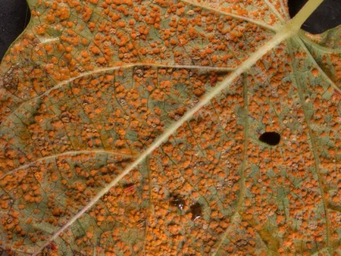 Coleosporium ipomoeae
