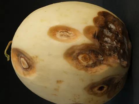 Anthracnose of cucurbits