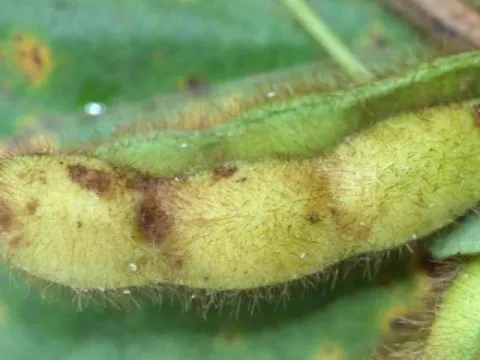 Colletotrichum truncatum