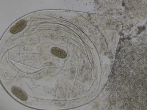 Barley root-knot nematode