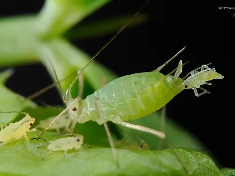 Pea aphid