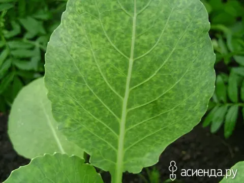 Вірус мозаїки цвітної капусти
