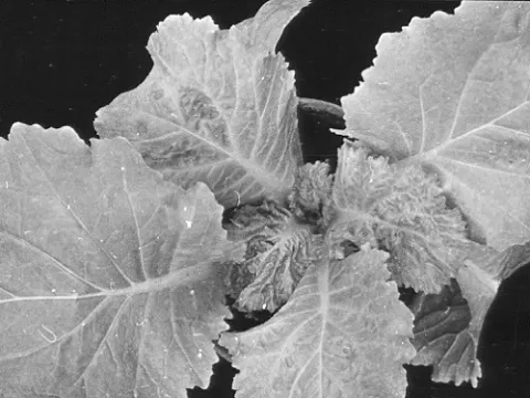 Turnip crinkle virus