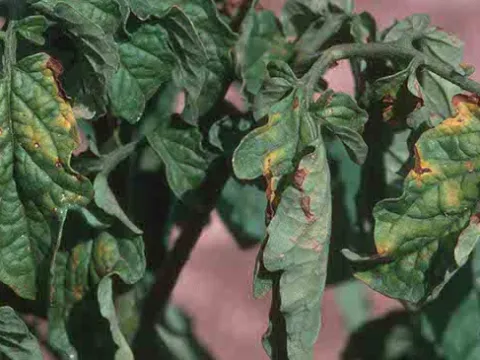 Tomato bushy stunt virus