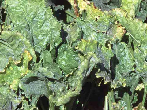 Beet yellows