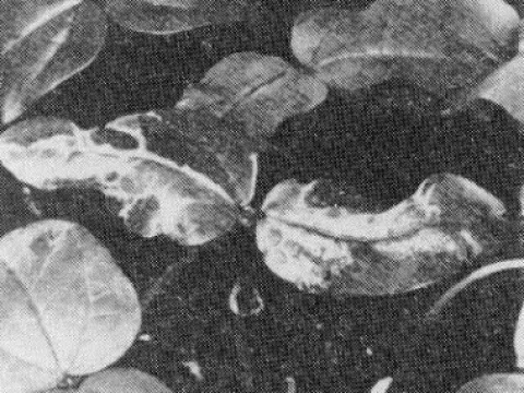 Вирус мозаики коровьего гороха, передающийся тлей