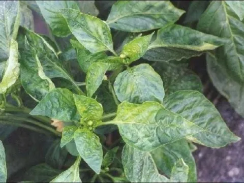 Pepper mild mottle virus