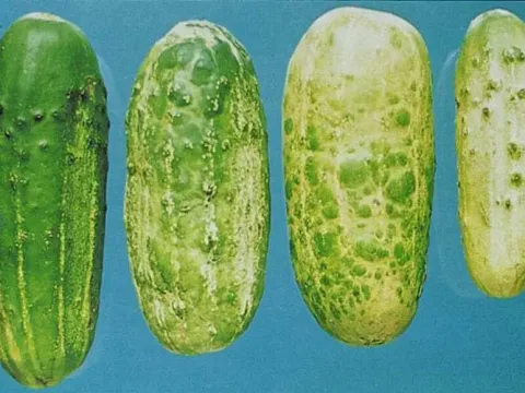 Cucumber green mottle mosaic virus