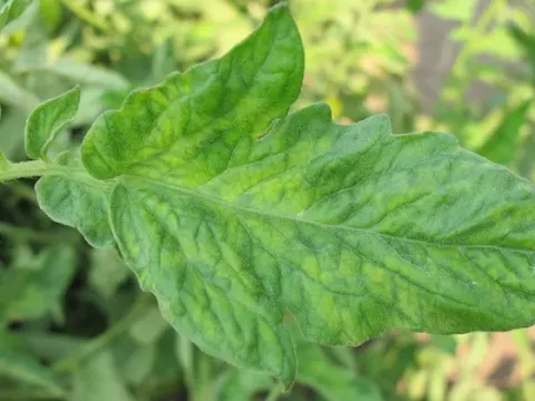 Tomato mosaic virus
