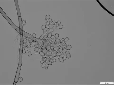 Ботритис бобових