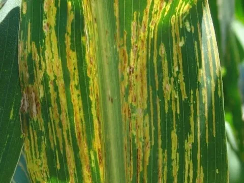 Maize stripe