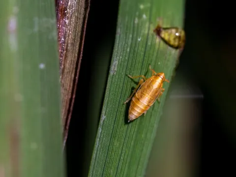 Rice hoja blanca virus