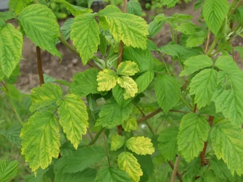 Raspberry bushy dwarf virus