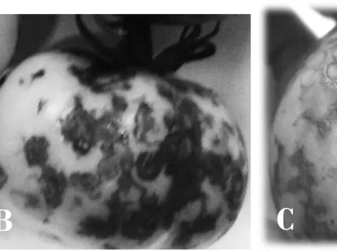 Tomato chlorosis virus