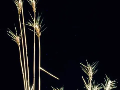 Dwarf bunt of wheat