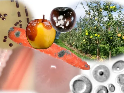 Metschnikowia pulcherrima