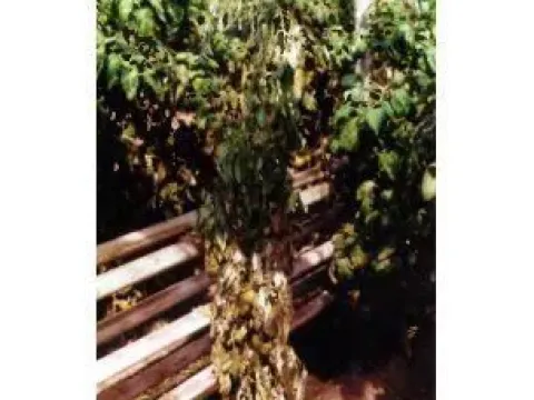 Verticillium wilt