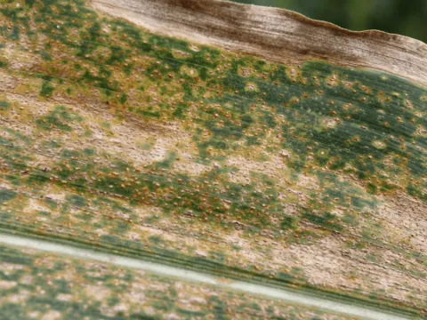 Common rust