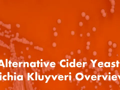 Пихия Клюйвера