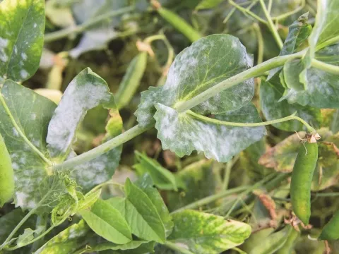Powdery mildew of pea