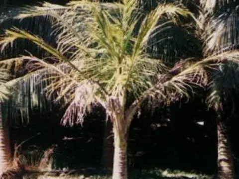 Coconut cadang-cadang