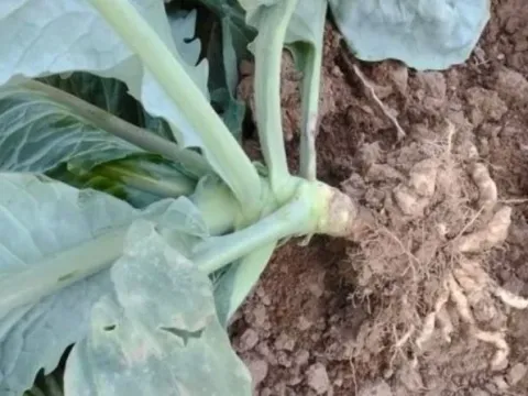Clubroot