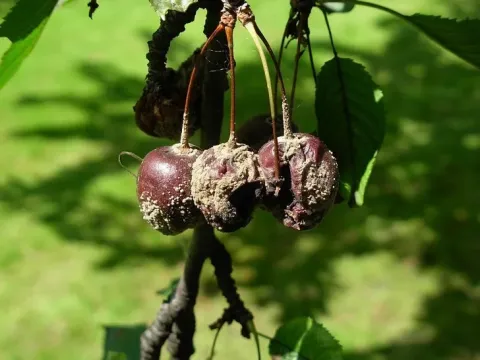 Monilinia fructicola