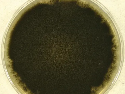 Curvularia inaequalis