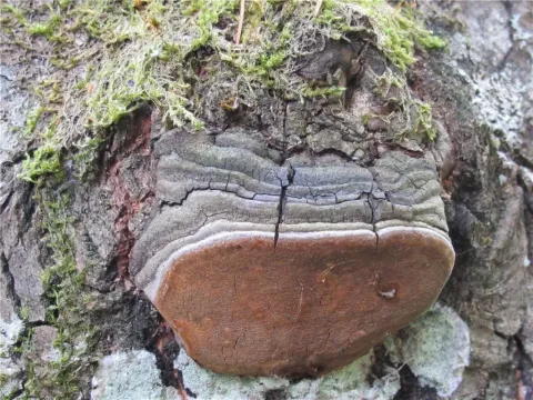False aspen fungus