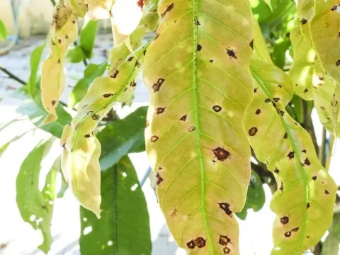 Elsinoe mangiferae
