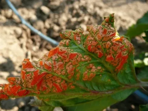 Orange rust of raspberry