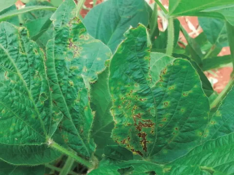 Xanthomonas axonopodis
