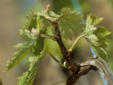 Xylophilus ampelinus
