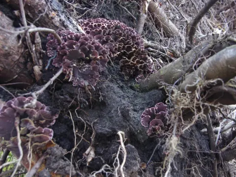 Chondrostereum purpureum