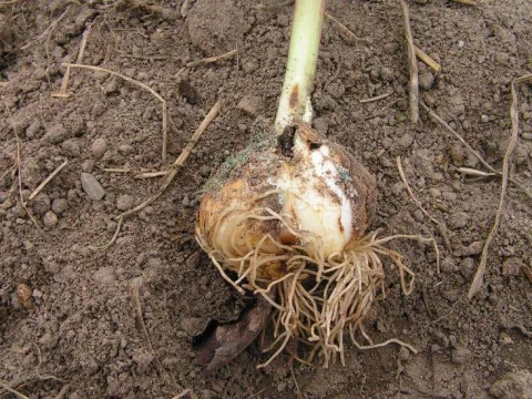 Penicillium verrucosum
