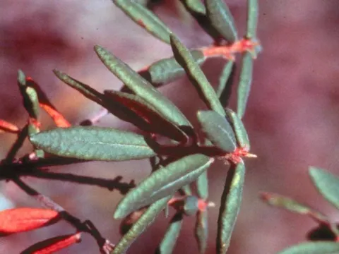 Chrysomyxa reticulata