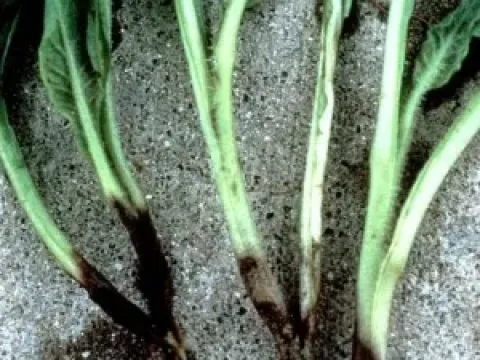 Thielaviopsis