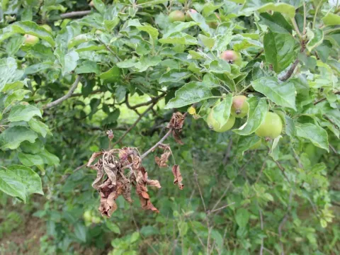 Моніліальний опік кісточкових